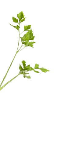 branch
