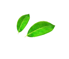leaf-pair